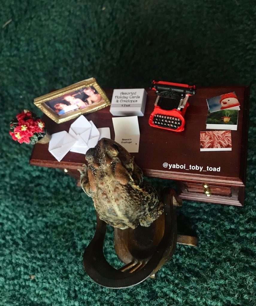 The Most Popular Frog In The World Has Over 97,000 Followers Online 11 The Most Popular Frog In The World Has Over 97,000 Followers Online