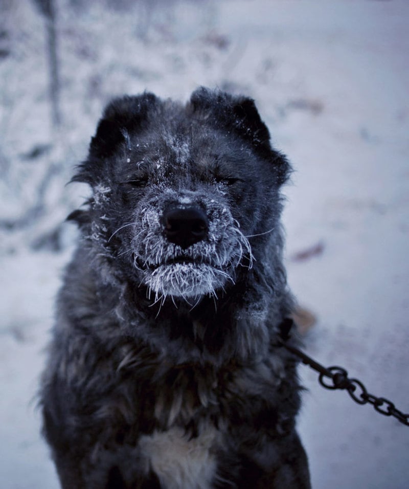Surprising Cold Front: how they live in Oymyakon - one of the coldest inhabited places on Earth... 19 Surprising Cold Front: how they live in Oymyakon – one of the coldest inhabited places on Earth…