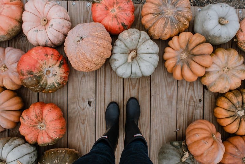 What Superpowers Does A Pumpkin Have For Your Health? Pumpkin Smoothie Recipes