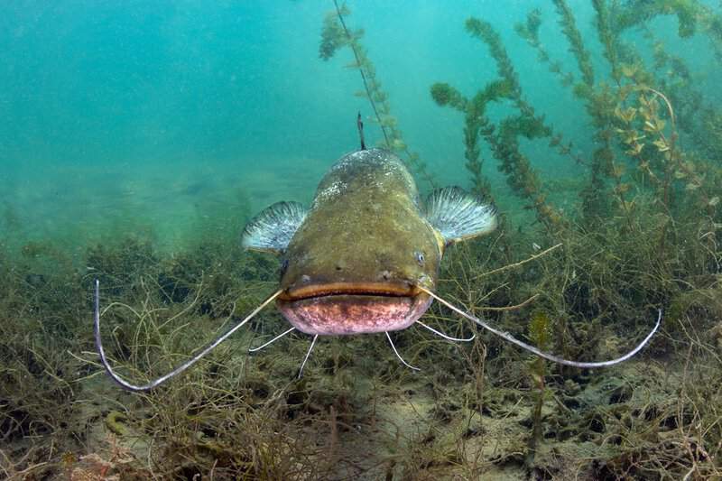 How Should You Immediately Cook Catfish? Learn Various Delicious Recipes With Catfish Meat 1 How Should You Immediately Cook Catfish? Learn Various Delicious Recipes With Catfish Meat