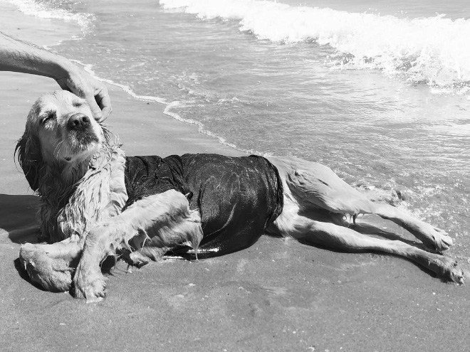 Maxdonna! Don&#8217;t Miss Madonna’s Inspired Iconic Photos With Photographer&#8217;s Dog