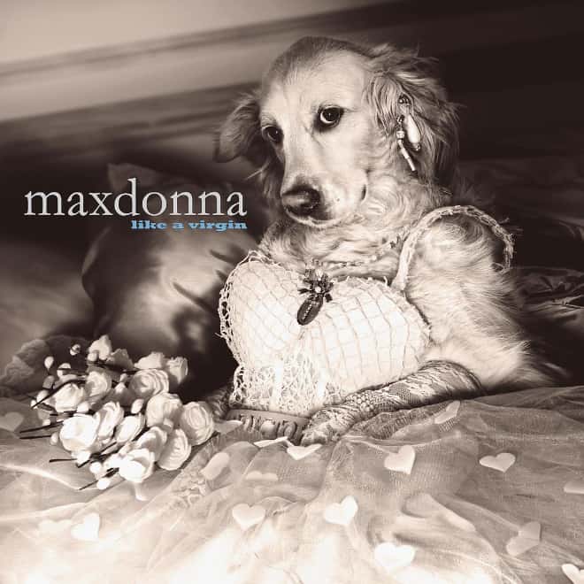 Maxdonna! Don’t Miss Madonna’s Inspired Iconic Photos With Photographer’s Dog