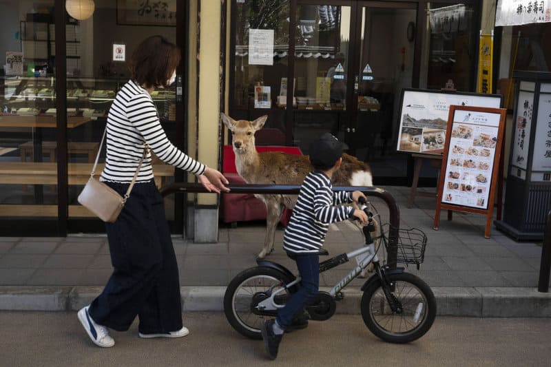 While people are quarantined, wild animals take to the streets