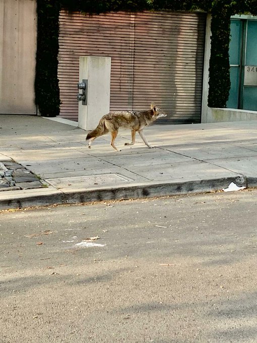 While people are quarantined, wild animals take to the streets 1 While people are quarantined, wild animals take to the streets