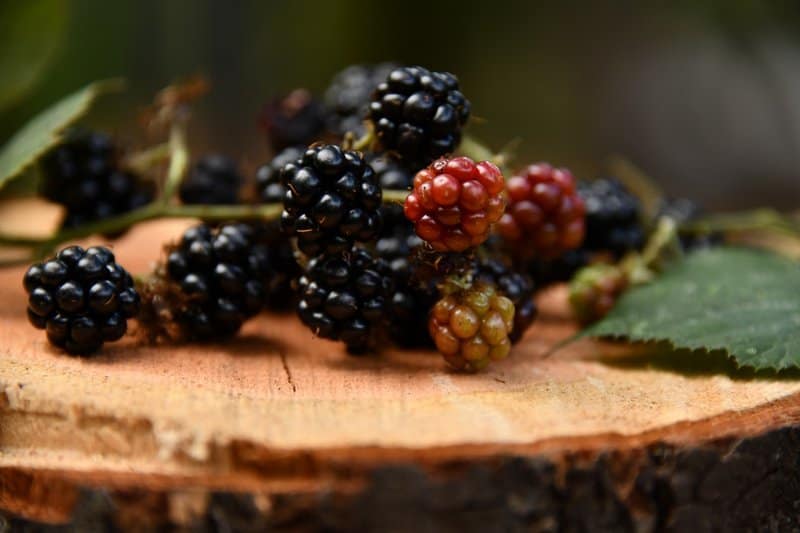 delicious and Simple blackberry jam recipe for a healthy dessert