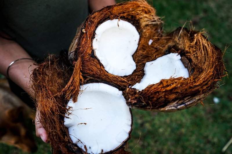 Breaking! Coconut oil is good for COVID-19 say scientists